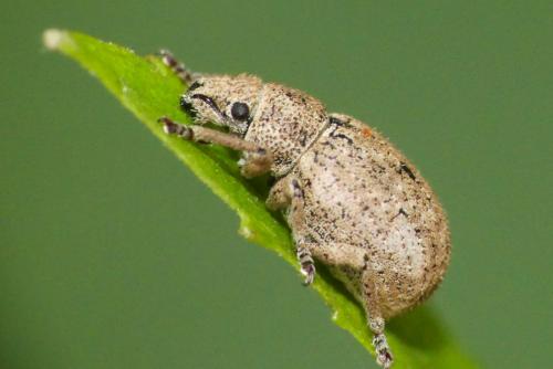 Réf. 265 460 : Strophosoma capitatum